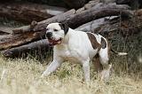 BOULEDOGUE AMERICAIN 079